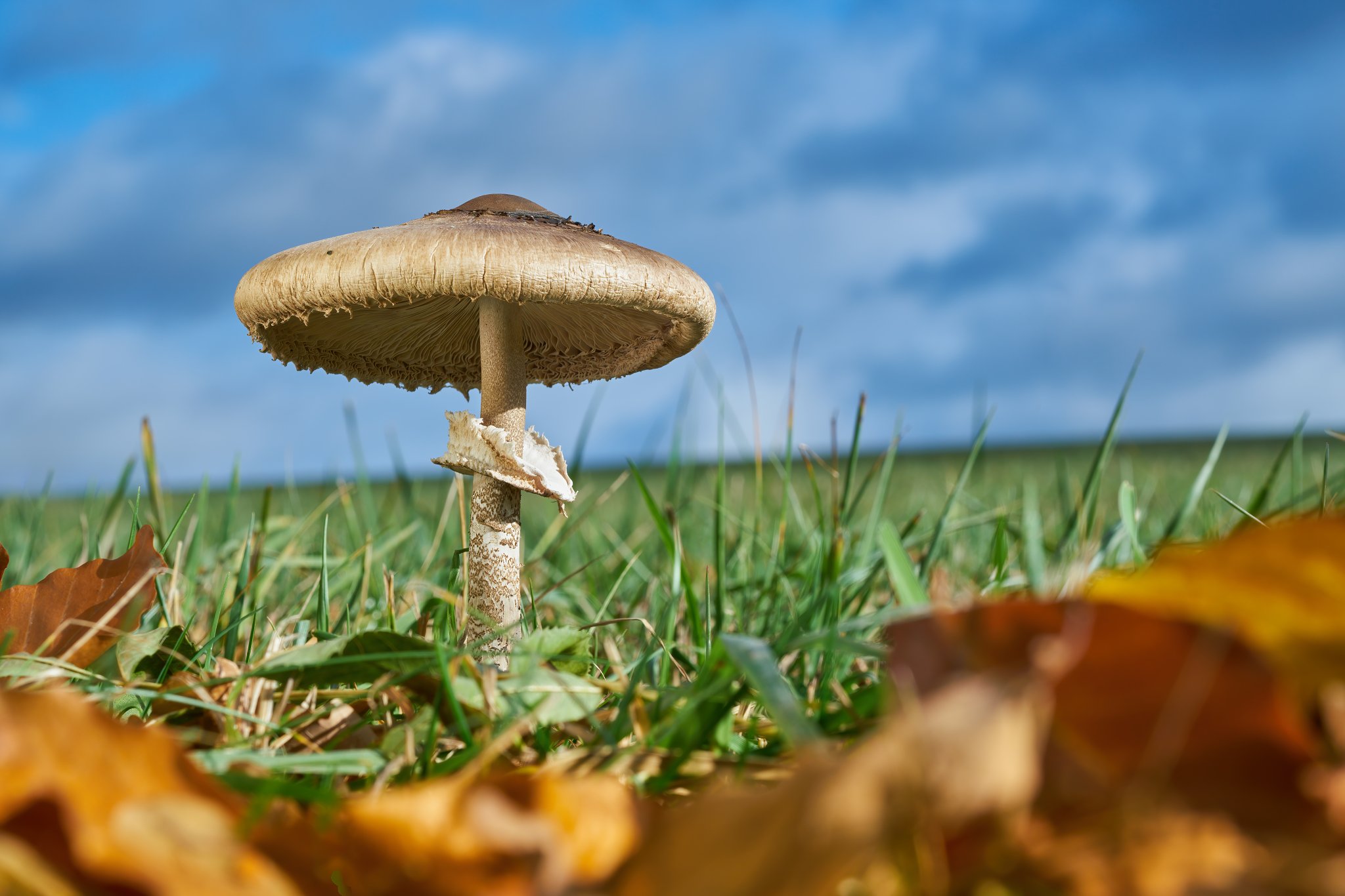 Jiří Skořepa: Fotografické filtry pro makroobjektivy